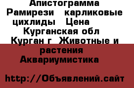 Апистограмма Рамирези - карликовые цихлиды › Цена ­ 150 - Курганская обл., Курган г. Животные и растения » Аквариумистика   